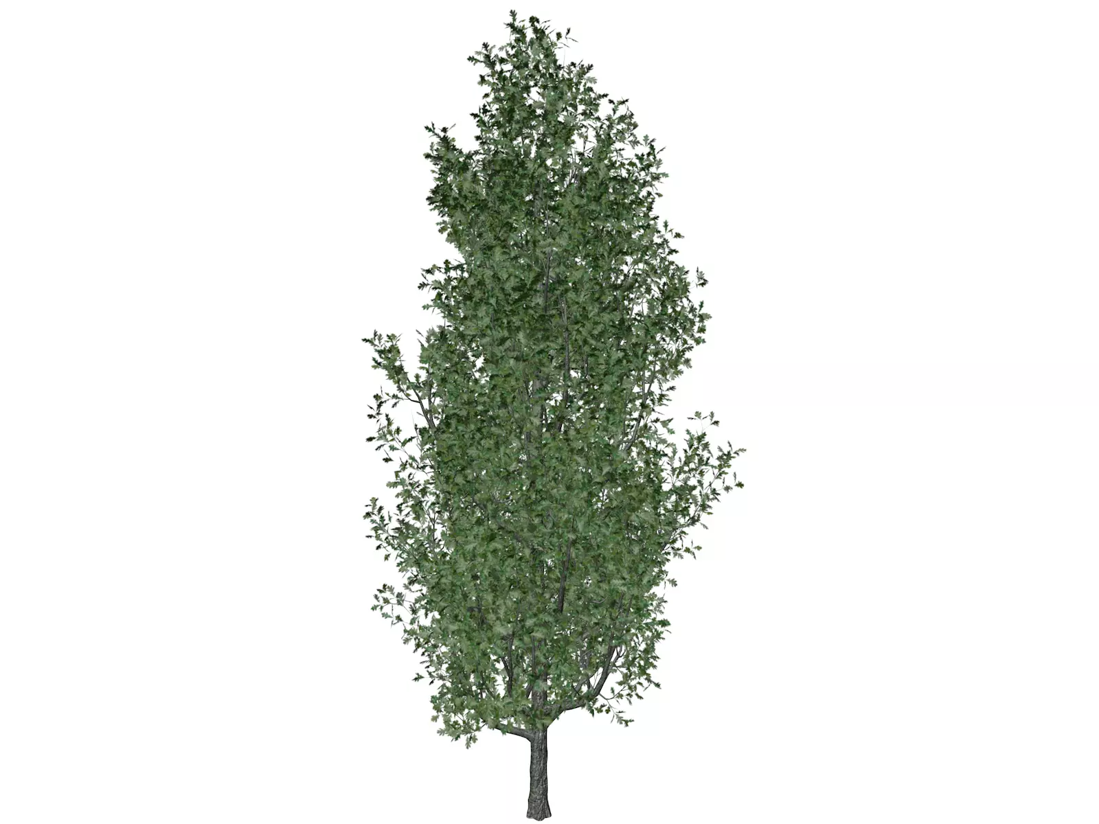 Cypress Oak Tree - 01 - 3D model_0