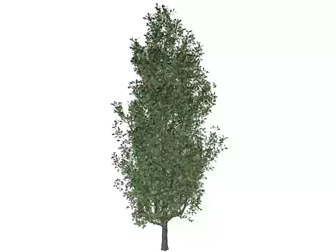 Cypress Oak Tree - 01 -