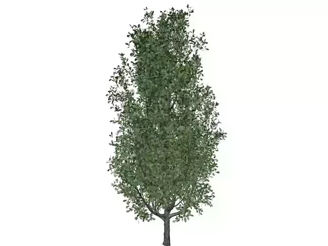 Cypress Oak Tree - 02 -
