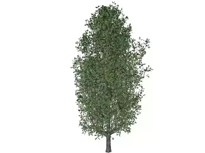 Cypress Oak Tree - 03 -