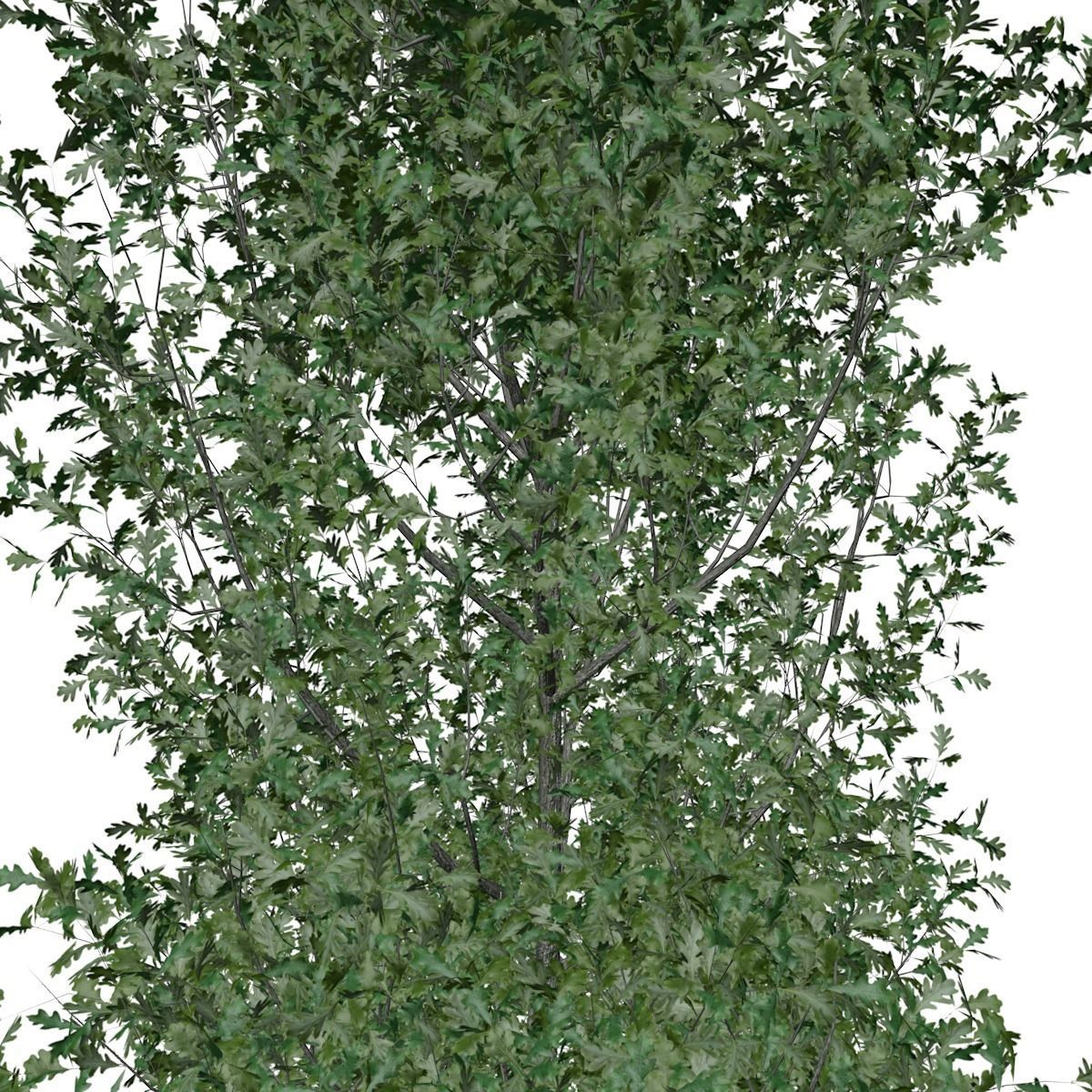 Cypress Oak Tree - 04 - 3D model_3