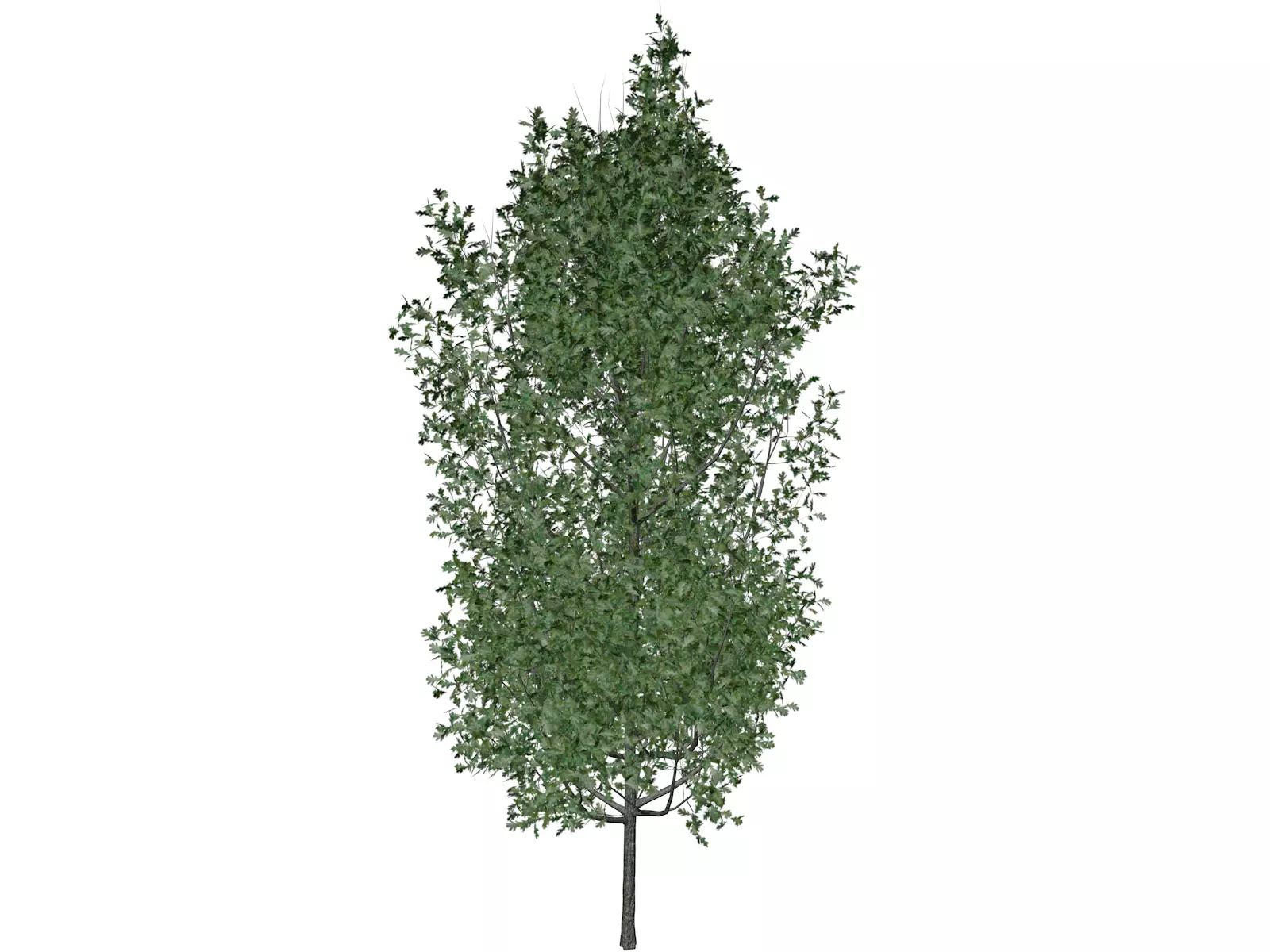 Cypress Oak Tree - 04 - 3D model_0
