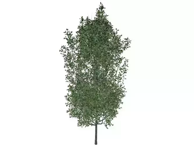 Cypress Oak Tree - 04 -
