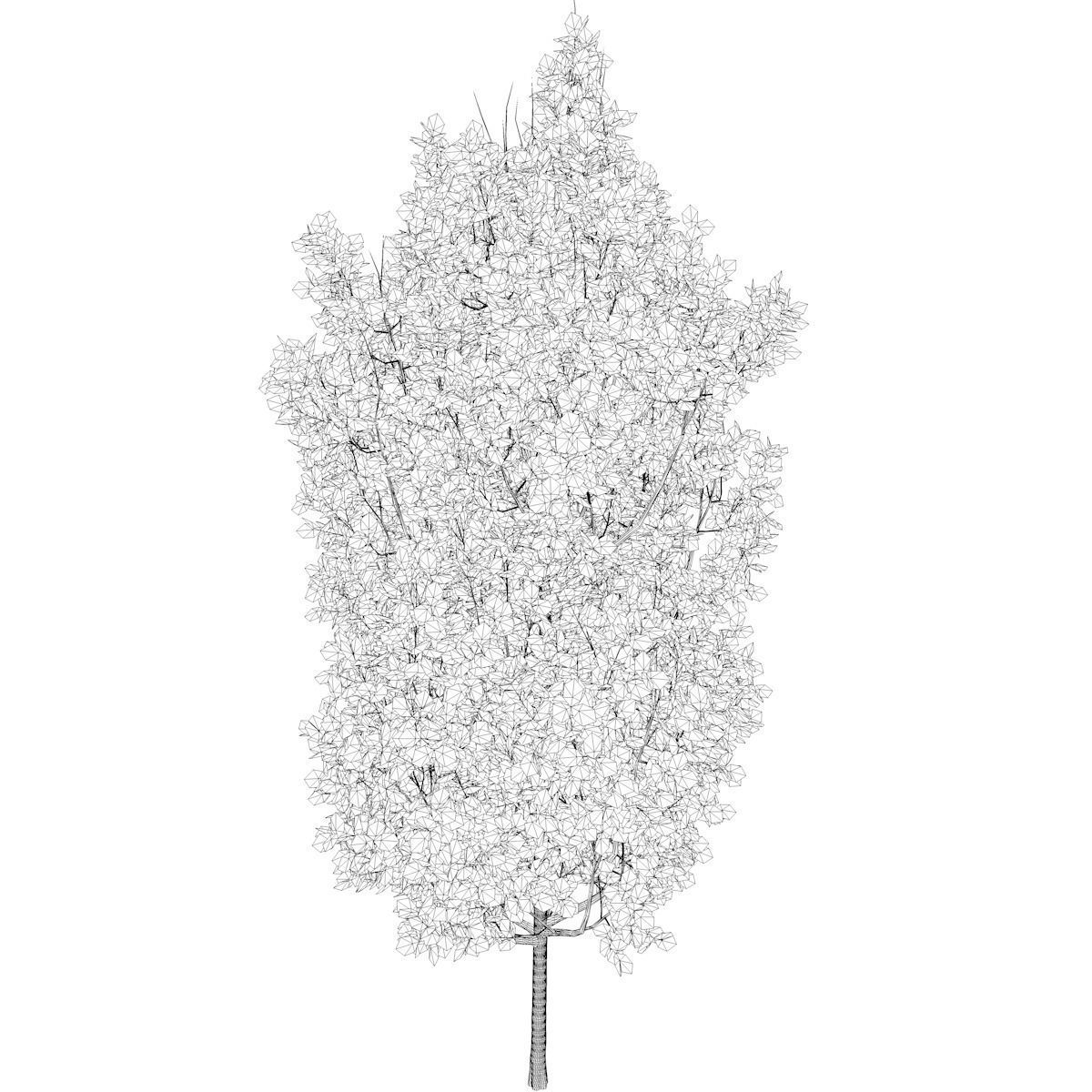 Cypress Oak Tree - 04 - 3D model_2