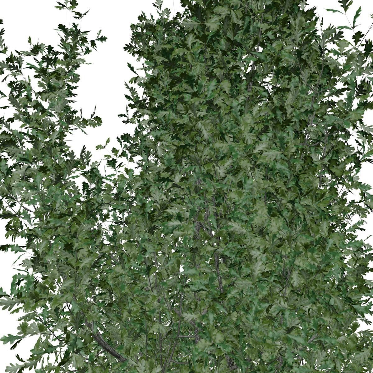 Cypress Oak Tree - 05 - 3D model_3