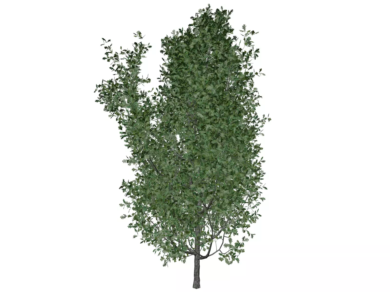 Cypress Oak Tree - 05 - 3D model_0