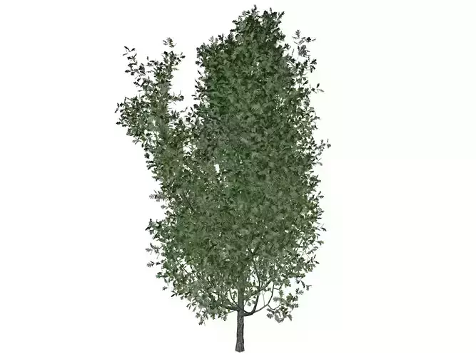 Cypress Oak Tree - 05 -