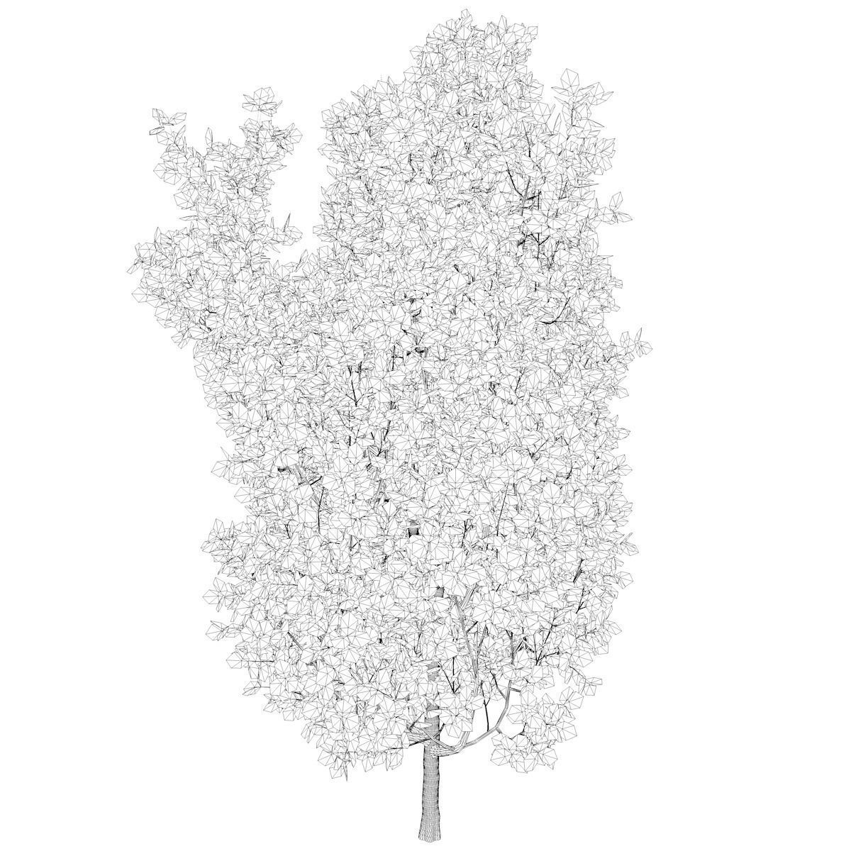 Cypress Oak Tree - 05 - 3D model_2