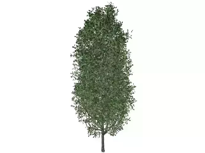 Cypress Oak Tree - 06 -