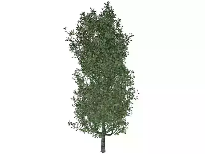 Cypress Oak Tree - 07 -