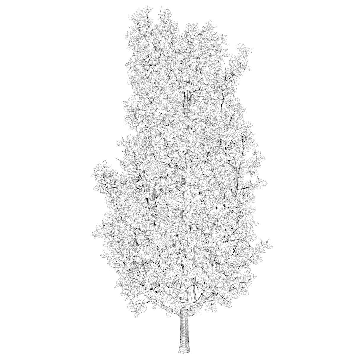 Cypress Oak Tree - 08 - 3D model_2