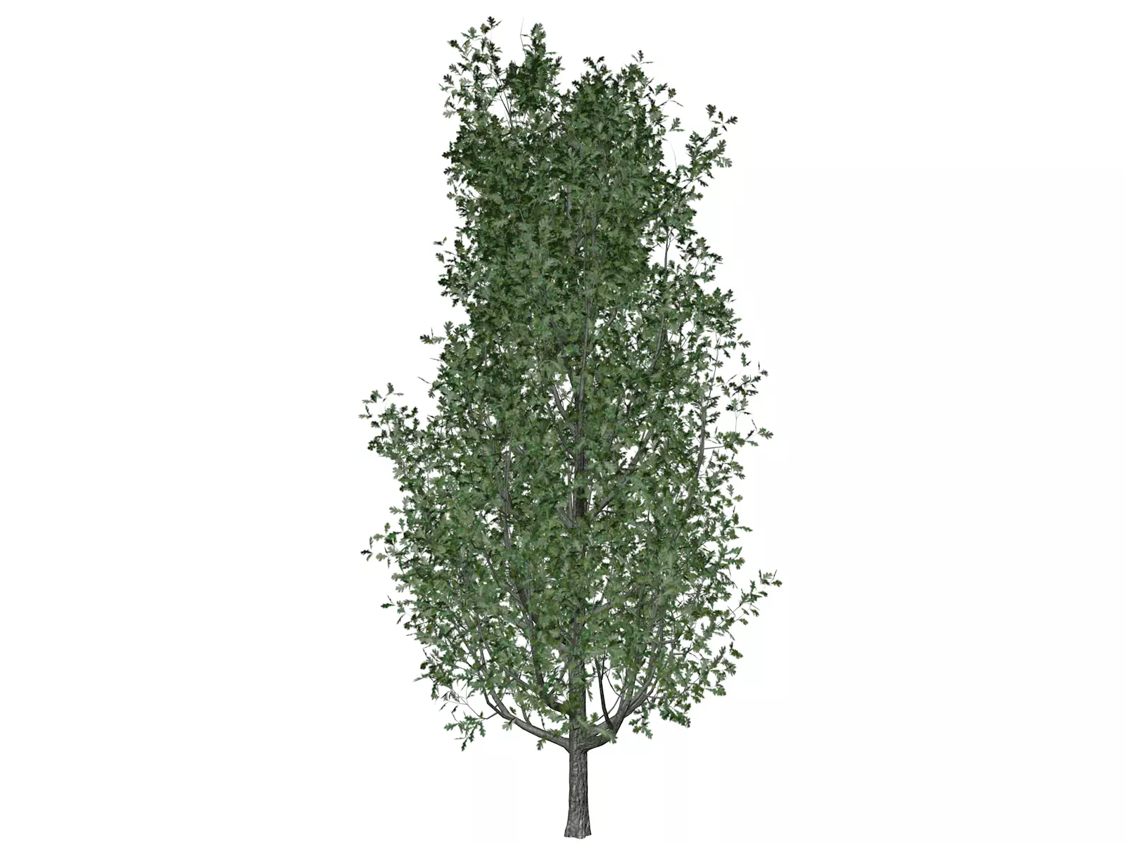 Cypress Oak Tree - 08 - 3D model_0