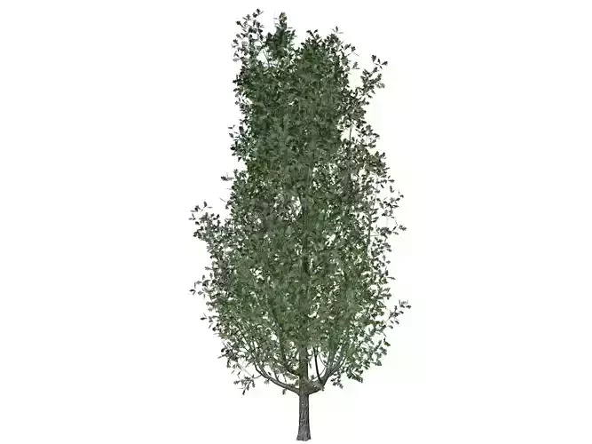 Cypress Oak Tree - 08 -