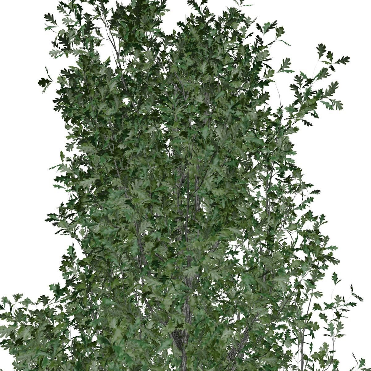 Cypress Oak Tree - 08 - 3D model_3