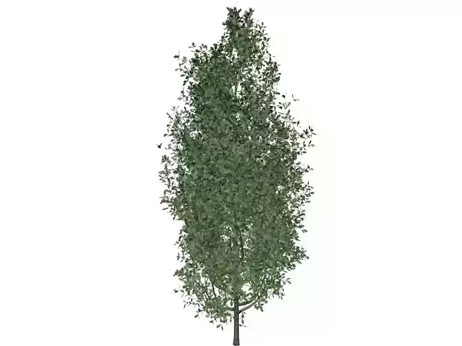 Cypress Oak Tree - 09 -