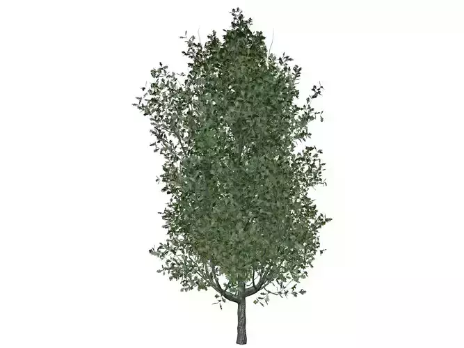 Cypress Oak Tree - 10 -