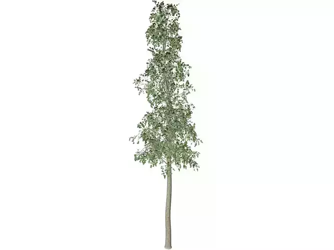 European Aspen Tree - 01 -