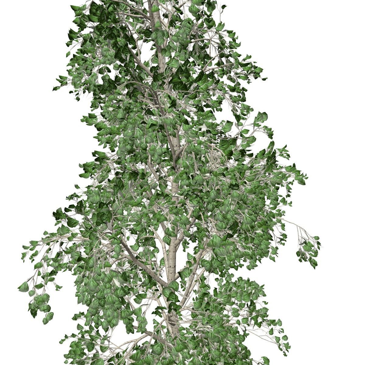European Aspen Tree - 02 - 3D model_3