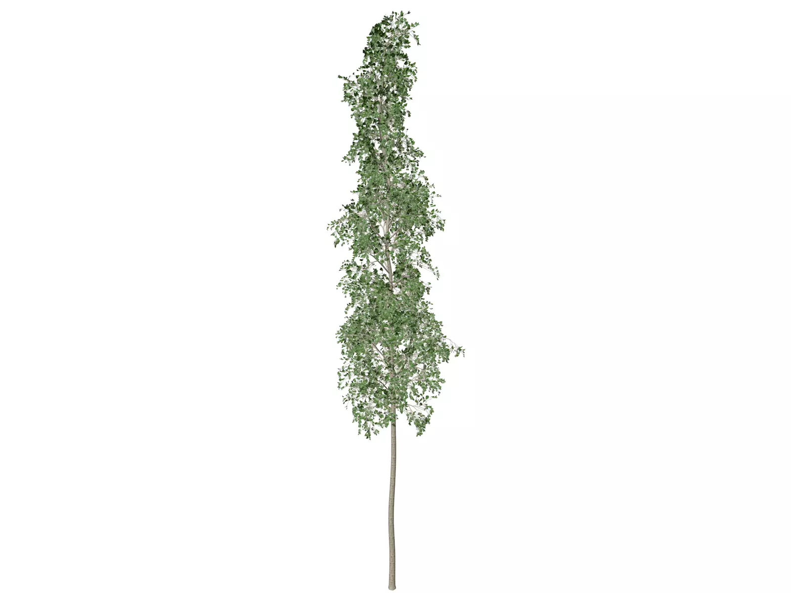 European Aspen Tree - 02 - 3D model_0