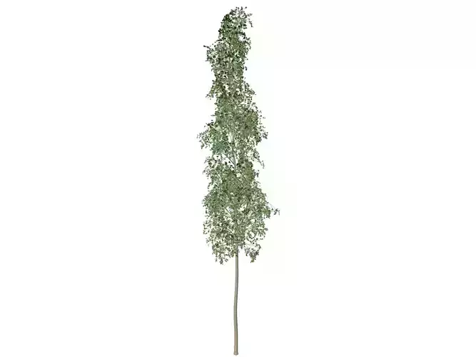 European Aspen Tree - 02 -