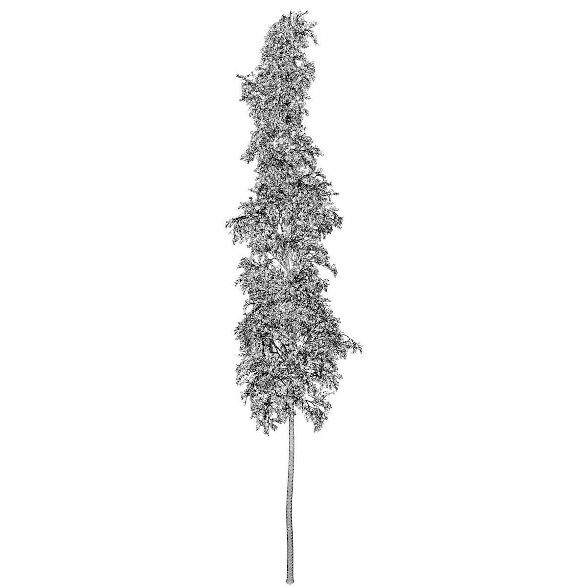 European Aspen Tree - 02 - 3D model_2