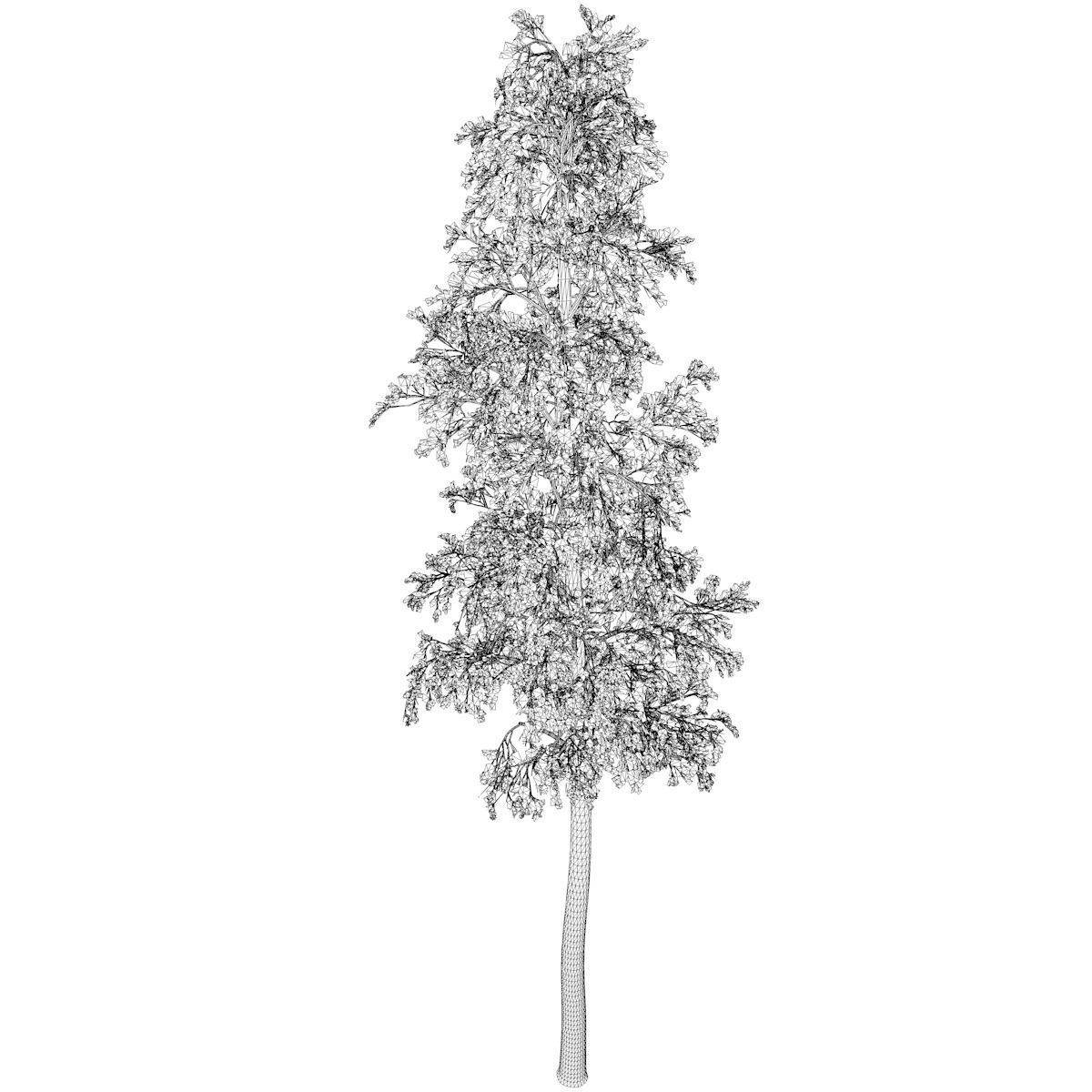 European Aspen Tree - 03 - 3D model_2