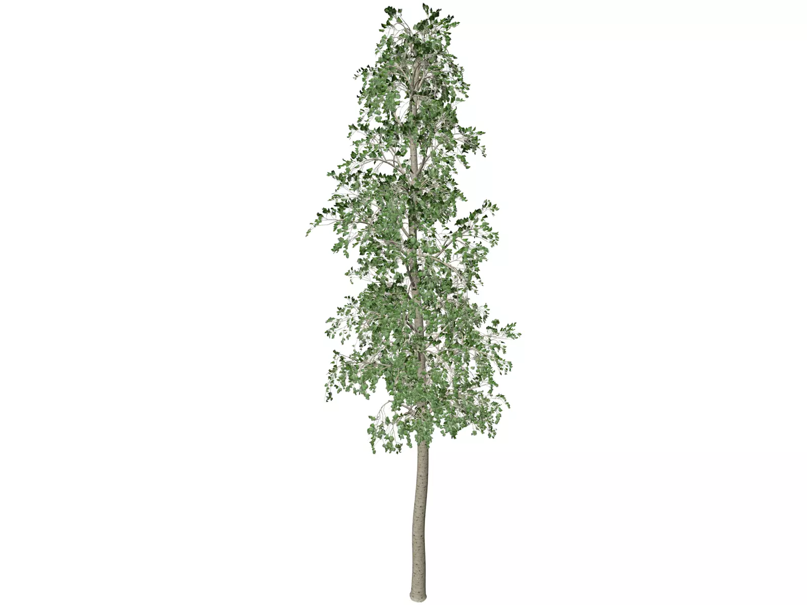 European Aspen Tree - 03 - 3D model_0