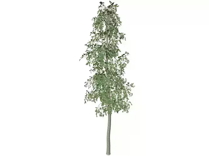 European Aspen Tree - 03 -