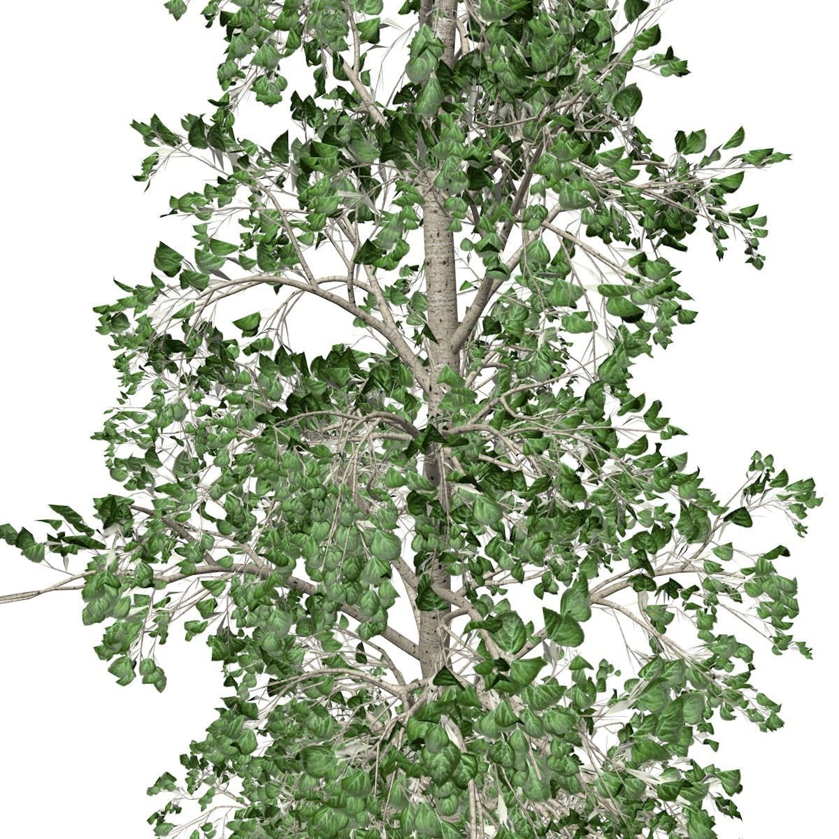 European Aspen Tree - 03 - 3D model_3