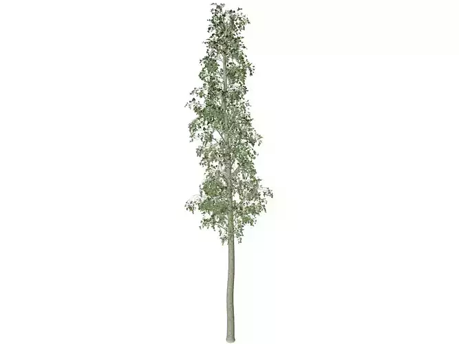 European Aspen Tree - 04 -