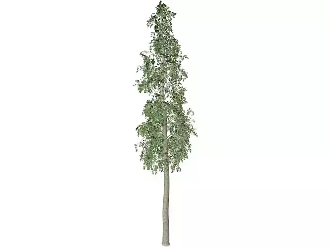 European Aspen Tree - 05 -