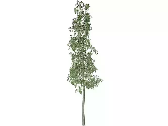 European Aspen Tree - 06 -
