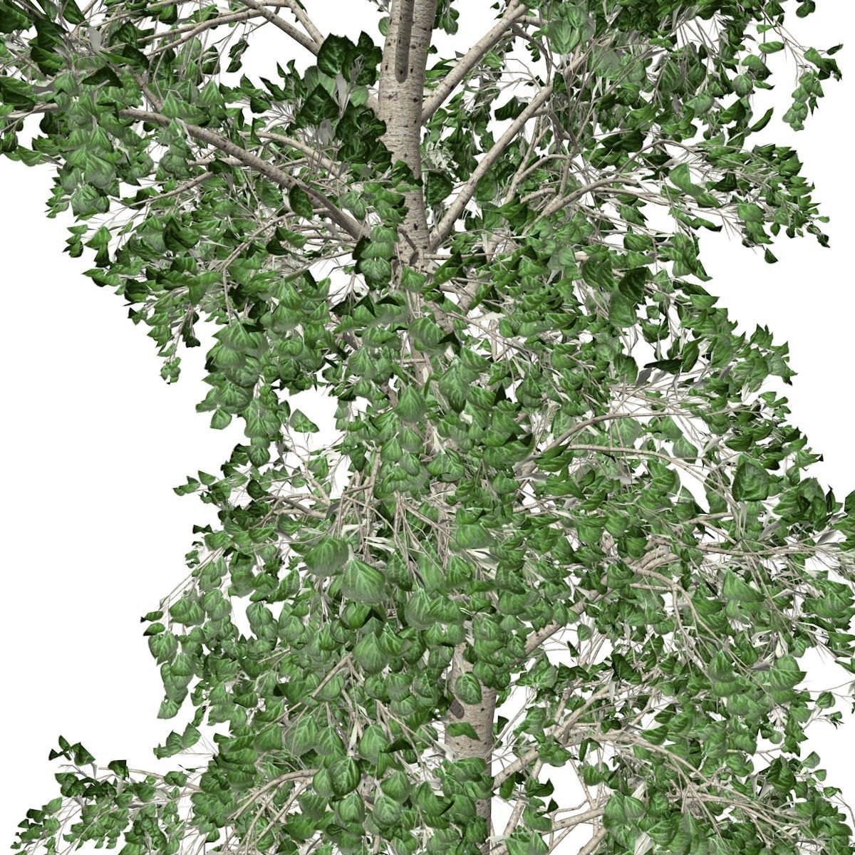 European Aspen Tree - 07 - 3D model_3