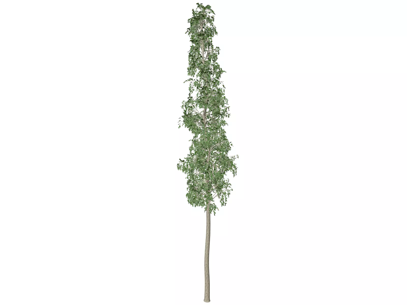 European Aspen Tree - 07 - 3D model_0