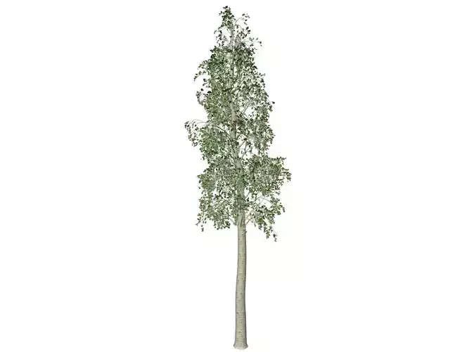 European Aspen Tree - 08 -