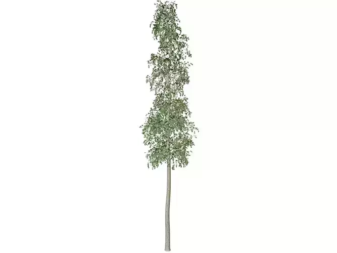 European Aspen Tree - 09 -