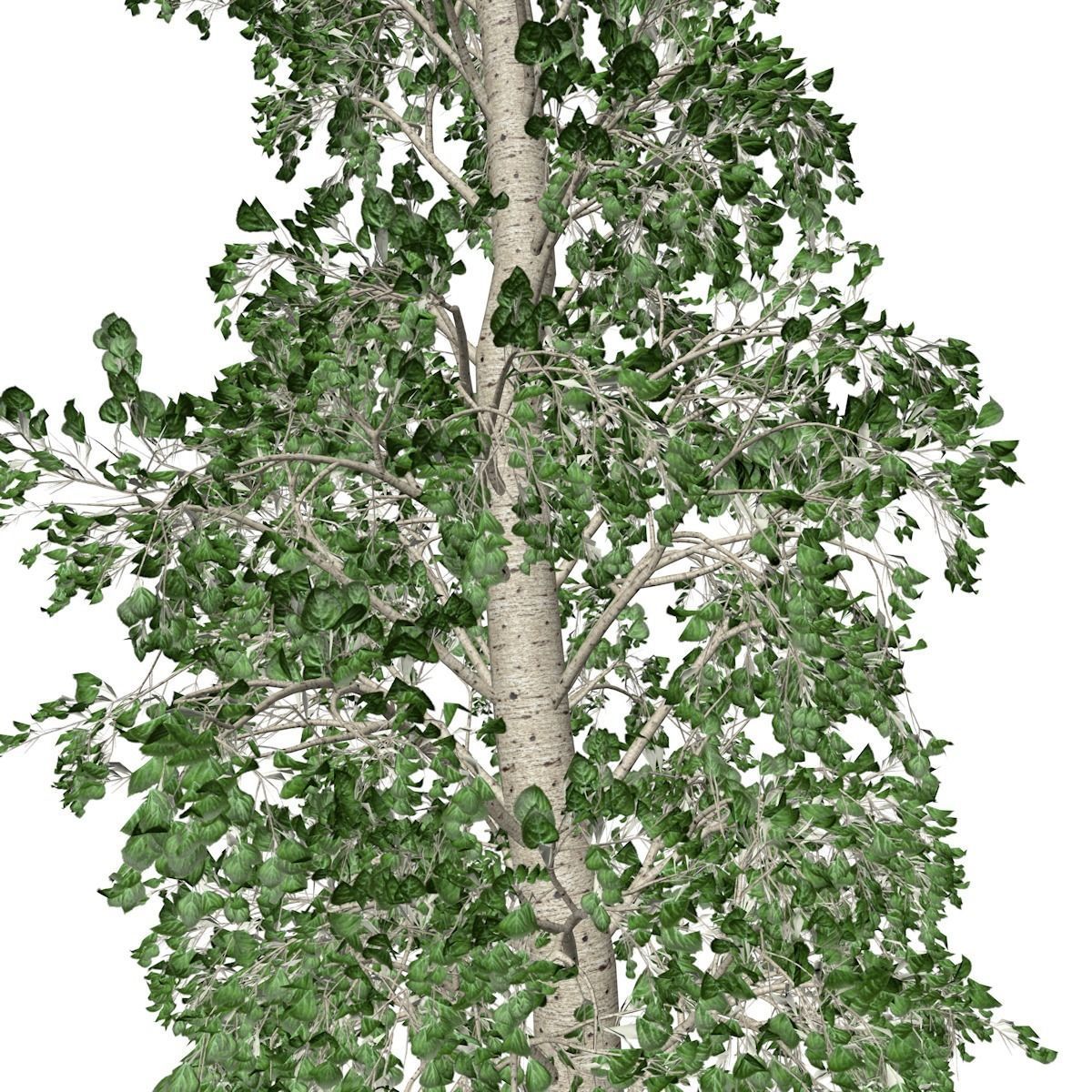 European Aspen Tree - 10 - 3D model_3