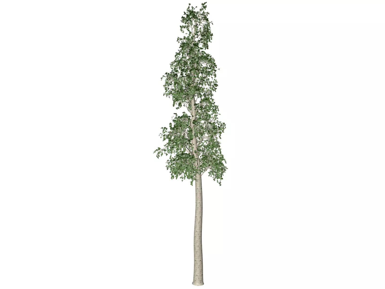 European Aspen Tree - 10 - 3D model_0