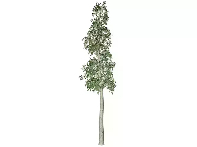 European Aspen Tree - 10 -