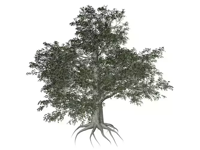 European Beech Tree - 01 -