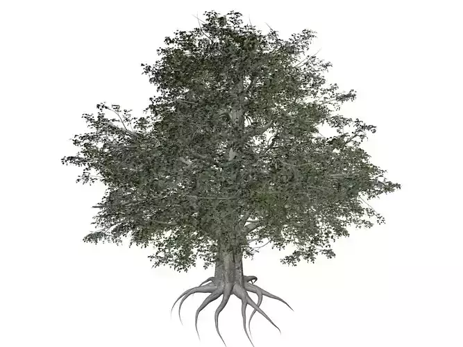 European Beech Tree - 02 -