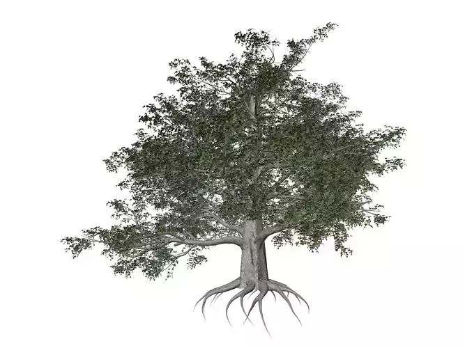 European Beech Tree - 04 -