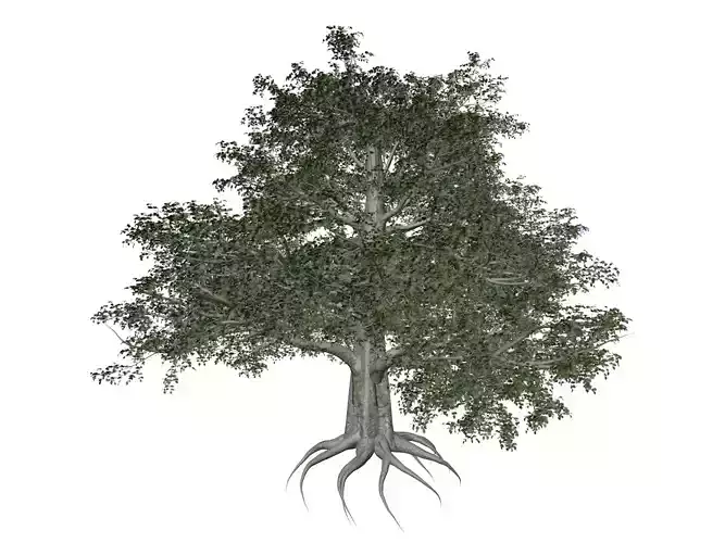 European Beech Tree - 05 -