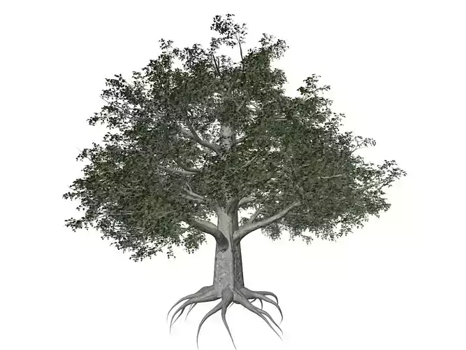 European Beech Tree - 06 -