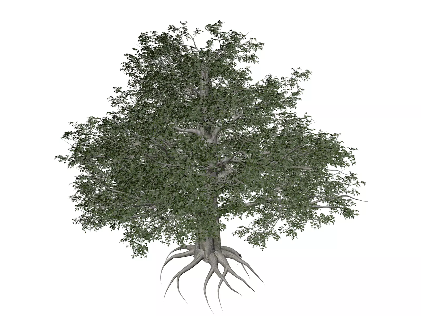 European Beech Tree - 08 - 3D model_0
