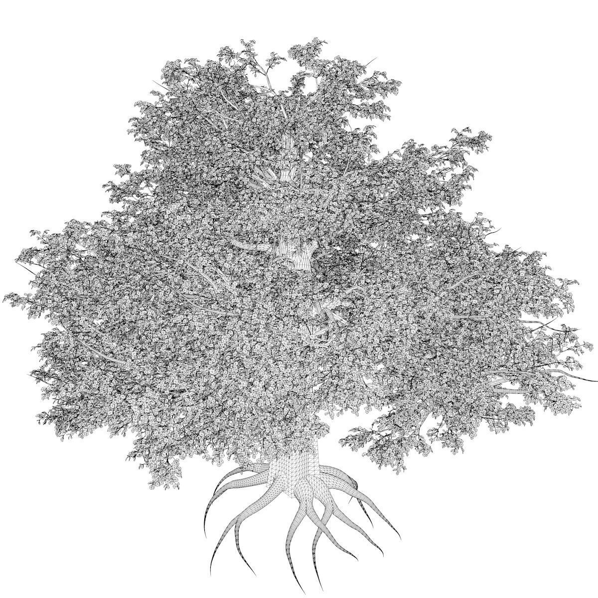 European Beech Tree - 08 - 3D model_2