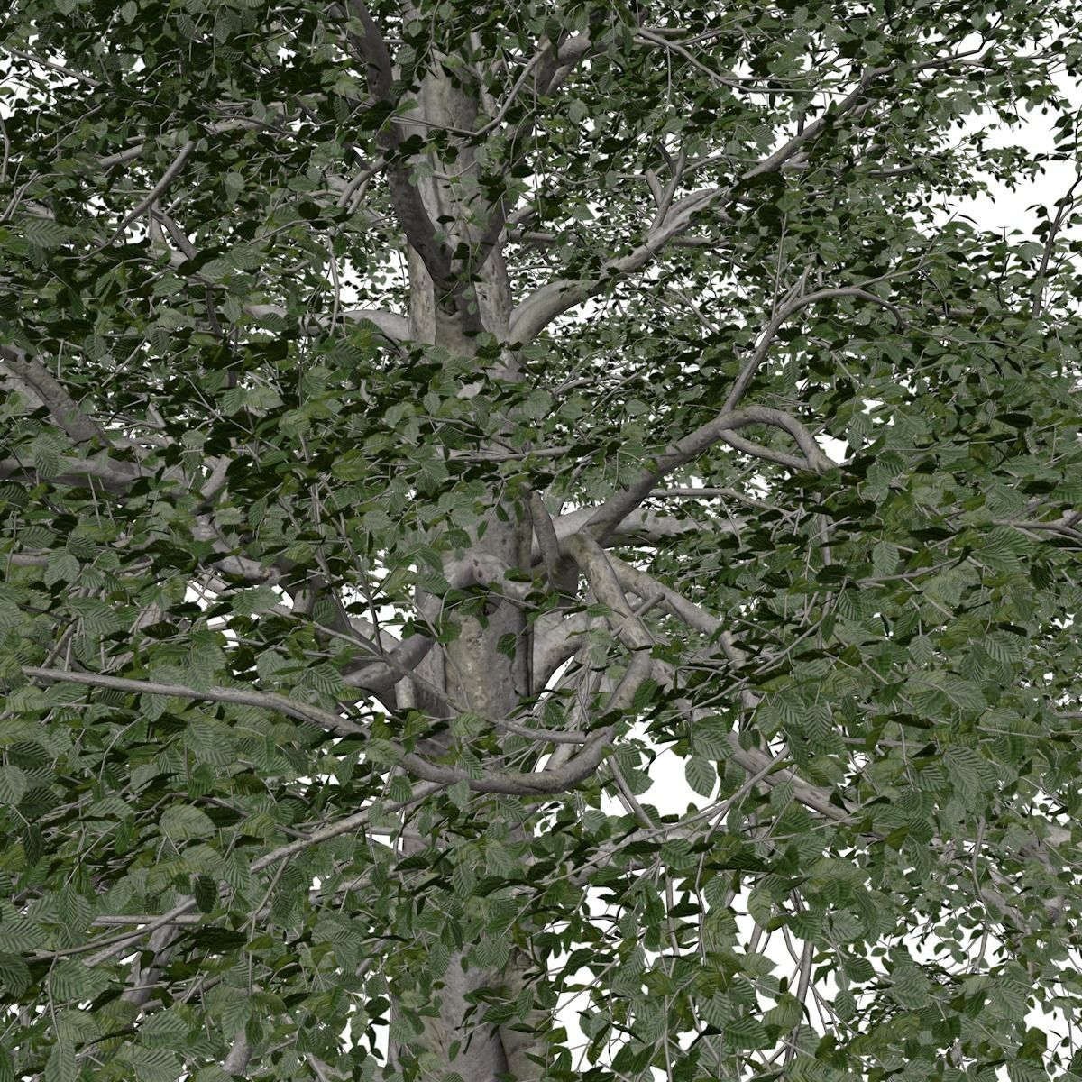 European Beech Tree - 08 - 3D model_3