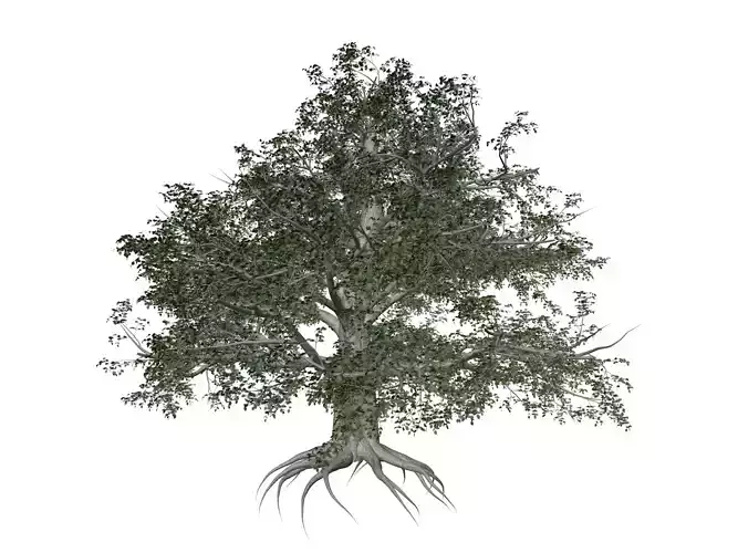 European Beech Tree - 09 -
