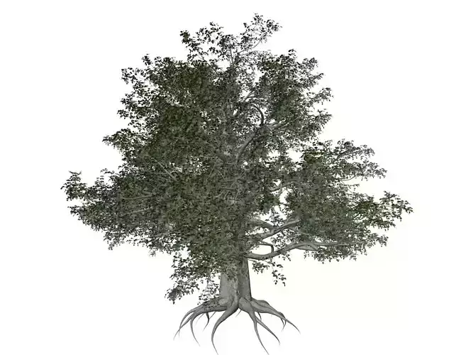 European Beech Tree - 10 -