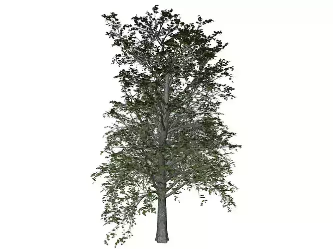 European Linden Tree - 02 -